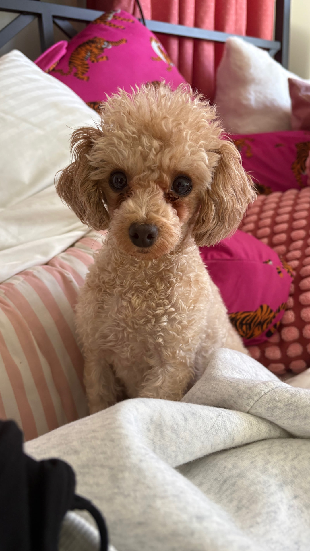 Minnie, Samantha's miniature poodle, sitting upright on a bed with pink pillows