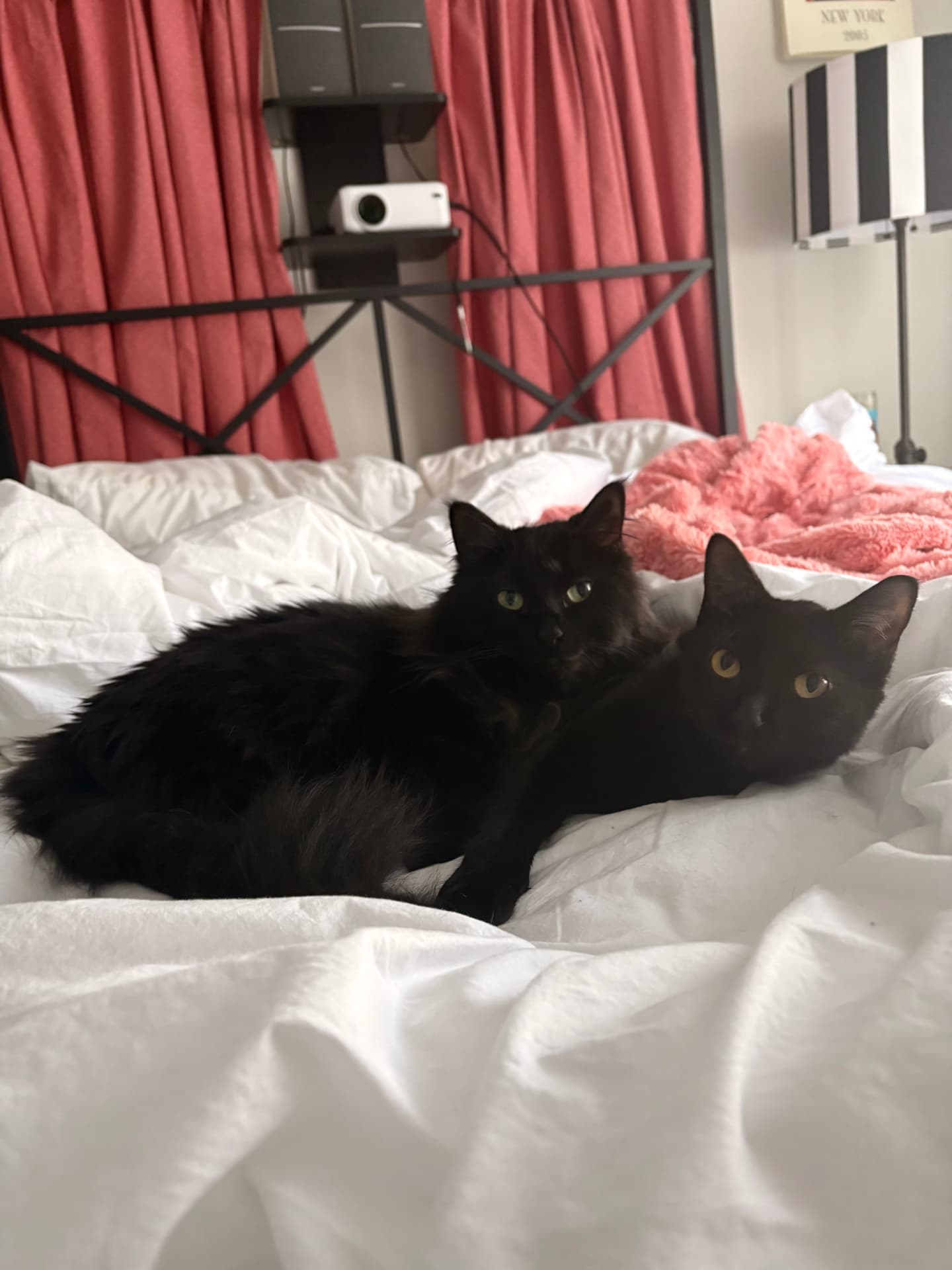 Olive and Olivette, Samantha's two black cats, lounging together on white bedding